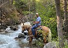 Duke - Gelding in New Caney, TX Duke - Gelding in New Caney, TX