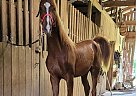 Saddlebred - Horse for Sale in Woodbury, TN 37190
