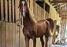 Saddlebred - Horse for Sale in Woodbury, TN 37190 Saddlebred - Horse for Sale in Woodbury, TN 37190