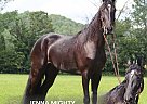 Tennessee Walking - Horse for Sale in hustonville, KY 40437