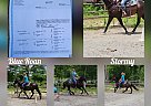 Quarter Horse - Horse for Sale in Spotsylvania, VA 22508