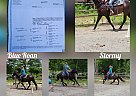 Quarter Horse - Horse for Sale in Spotsylvania, VA 22508 Quarter Horse - Horse for Sale in Spotsylvania, VA 22508