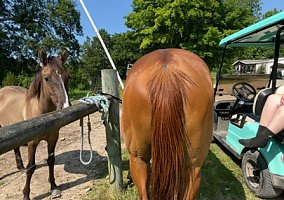 Quarter Horse (Quarter Horse, Mare) in Oxford, NC