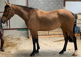 Irish Sport Horse (Irish Sport Horse, Mare) in Lewisberry, KY