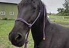 Tennessee Walking - Horse for Sale in Sheridan, MI 48884