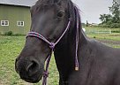 Tennessee Walking - Horse for Sale in Sheridan, MI 48884 Tennessee Walking - Horse for Sale in Sheridan, MI 48884