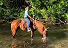 Ritzy - Gelding in Spring City, PA Ritzy - Gelding in Spring City, PA