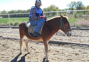 Mule Sir Isaac