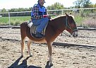 Mule Sir Isaac