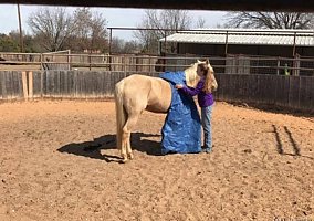 Palomino (Palomino, Gelding) in Oxford, MS