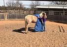 Palomino - Horse for Sale in Oxford, MS 38655