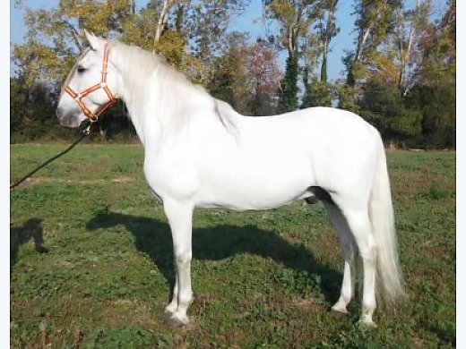 Andalusian Horse, Name: Vistoso XII
