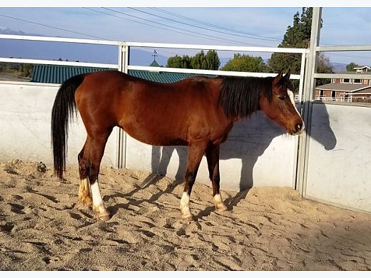 Arabian Gelding for Sale