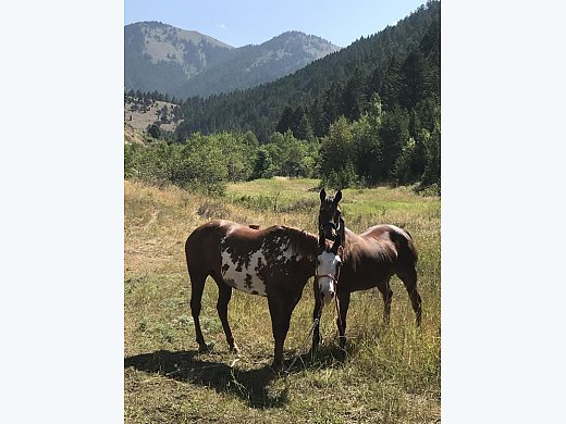 Bay Quarter Horse Mare