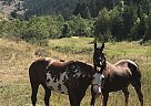 Quarter Horse - Horse for Sale in Afton, WY 83110
