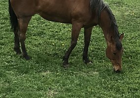 Quarter Horse (Quarter Horse, Mare) in Afton, WY