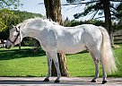 Connemara Pony - Horse for Sale in Mono, ON L9W 5W9