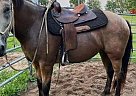Draft - Horse for Sale in Stillman Valley, IL 61084