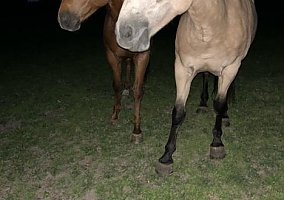 Draft (Percheron, Belgian, Clydesdale, Shire)