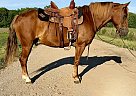 Quarter Pony - Horse for Sale in Walkerton, IN 46574