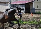 Dandy - Gelding in Auburn, ME Dandy - Gelding in Auburn, ME