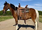 Pony - Horse for Sale in Walkerton, IN 46574