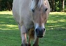 Fjord - Horse for Sale in Lexington, KY 40511 Fjord - Horse for Sale in Lexington, KY 40511