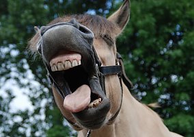 Fjord (Fjord, Gelding) in Lexington, KY