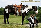 Paint - Horse for Sale in Columbia, TN 38401 Paint - Horse for Sale in Columbia, TN 38401