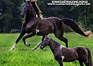Tennessee Walking - Horse for Sale in Poplarville, MS 39470