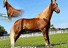 Tennessee Walking - Horse for Sale in , TN 37091