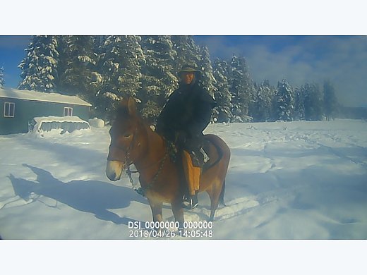 Two Well Behaved Mules
