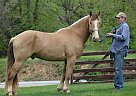 American Cream - Horse for Sale in New Cumberland, WV 26047