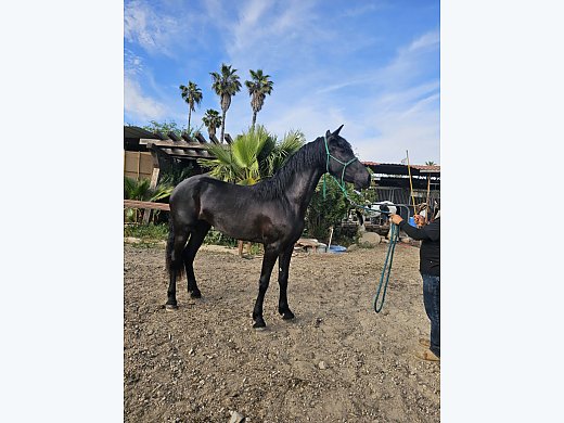 2023 Friesian Mare