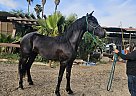 Friesian - Horse for Sale in Ramona, CA 92065