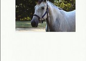 Huntseat, Hunter/Jumper, Prospect Quarter Horse Stallion