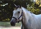 Huntseat, Hunter/Jumper, Prospec... Quarter Horse Stallion