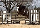 Eventing Prospect Other Gelding