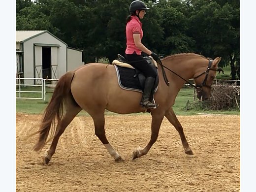 Adorable 11yr Red Dun Mare