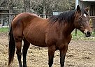 Quarter Horse - Horse for Sale in Rockdale, TX 76567