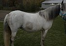 Paso Fino - Horse for Sale in PortColborne, ON L3K2Y4