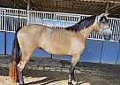 Andalusian - Horse for Sale in Ramona, CA 92605