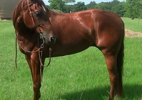Quarter Horse (Quarter Horse, Gelding) in Pioneer, LA