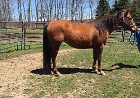 Quarter Horse (Quarter Horse, Mare) in Saint Johnsville, NY