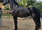 Friesian - Horse for Sale in Ramona, CA 92065
