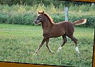 Half Arabian - Horse for Sale in Fredericksburg, PA 17026