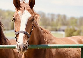 Warmblood (Warmblood, Gelding) in Bellbrook, OH