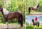 Missouri Fox Trotter - Horse for Sale in Hamilton, OH 45011