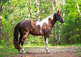 Missouri Fox Trotter (Missouri Fox Trotter, Gelding) in Hamilton, OH