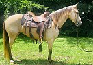 Missouri Fox Trotter - Horse for Sale in Brooksville, KY 41004 Missouri Fox Trotter - Horse for Sale in Brooksville, KY 41004